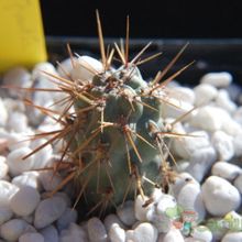 A photo of Cylindropuntia alcahes