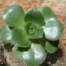 A photo of Aeonium haworthii