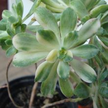 A photo of Aeonium castello-paivae fma. variegada