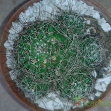 Una foto de Mammillaria decipiens ssp. decipiens