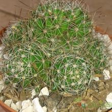Una foto de Mammillaria decipiens ssp. decipiens