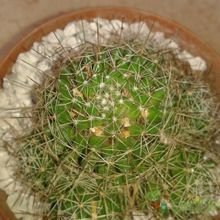 Una foto de Mammillaria decipiens ssp. decipiens