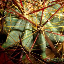 Una foto de Ferocactus cylindraceus subsp. lecontei 