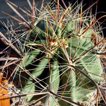 Una foto de Ferocactus cylindraceus subsp. lecontei 