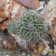 Una foto de Mammillaria magnimamma