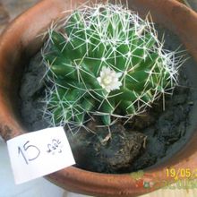 A photo of Mammillaria decipiens ssp. albescens