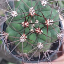 Una foto de Gymnocalycium saglionis