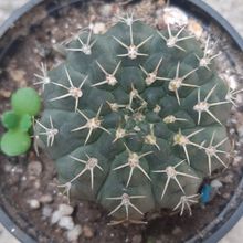 Foto de un cactus que se está identificando actualmente