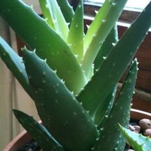 Una foto de Aloe perfoliata 