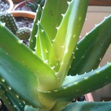 Una foto de Aloe perfoliata 