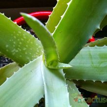 A photo of Aloe vera