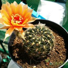 Una foto de Echinopsis arachnacantha