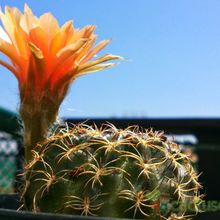 Una foto de Echinopsis arachnacantha