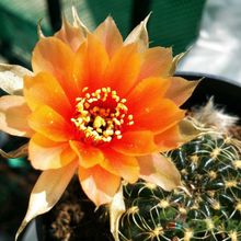 Una foto de Echinopsis arachnacantha