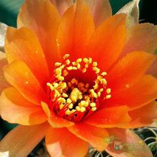 Una foto de Echinopsis arachnacantha