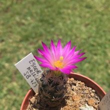 A photo of Escobaria minima
