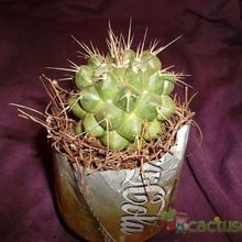 A photo of Mammillaria compressa ssp. compressa