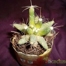 A photo of Mammillaria longimamma