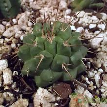 A photo of Mammillaria compressa ssp. compressa