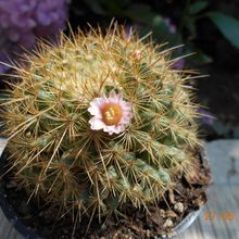 Una foto de Mammillaria cv. ginsa-maru