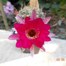 A photo of Echinopsis ferox