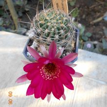 A photo of Echinopsis ferox