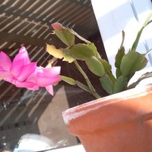 Una foto de Schlumbergera truncata