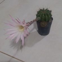 A photo of Echinopsis oxygona
