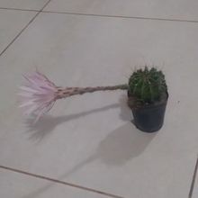A photo of Echinopsis oxygona