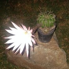 A photo of Echinopsis oxygona