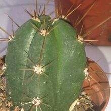 Una foto de Echinopsis lageniformis