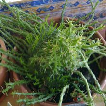 A photo of Euphorbia flanaganii fma. crestada