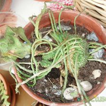 A photo of Euphorbia flanaganii fma. crestada