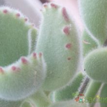 A photo of Cotyledon tomentosa