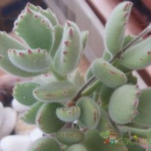 A photo of Cotyledon tomentosa
