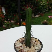 A photo of Euphorbia enopla