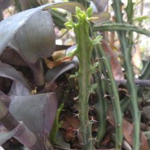 Una foto de Euphorbia knuthii