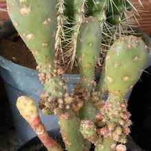 Una foto de Opuntia tuna fma. monstruosa