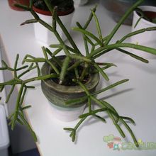 A photo of Rhipsalis cereuscula