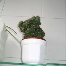 A photo of Cereus peruvianus fma. monstruosa