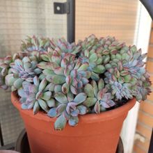 Foto de un cactus que se está identificando actualmente