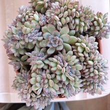 Foto de un cactus que se está identificando actualmente