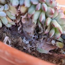 Foto de un cactus que se está identificando actualmente