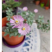 A photo of Lampranthus deltoides