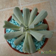 Una foto de Echeveria runyonii cv. Topsy turvy 