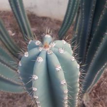 A photo of Cereus peruvianus