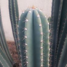 A photo of Cereus peruvianus