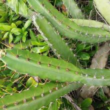 Una foto de Cereus fernambucensis