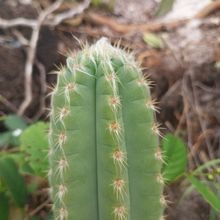 Foto de un cactus que se está identificando actualmente