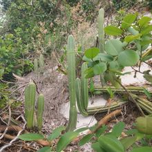 Foto de un cactus que se está identificando actualmente